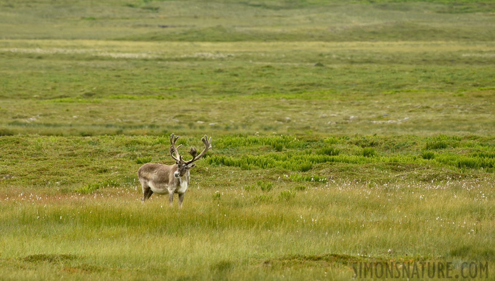 Rangifer tarandus caribou [400 mm, 1/400 Sek. bei f / 8.0, ISO 800]